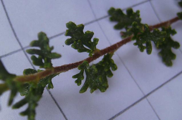 Cliffrose Leaves